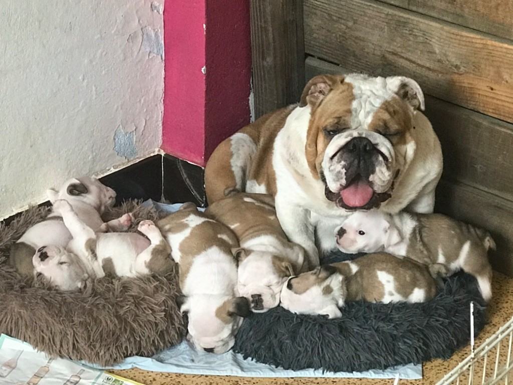 chiot Bulldog Anglais de l'accroche-coeur