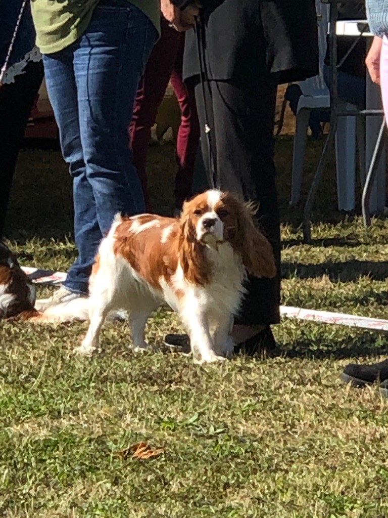 Upsy-daisy des Rompudes de Beauvoir