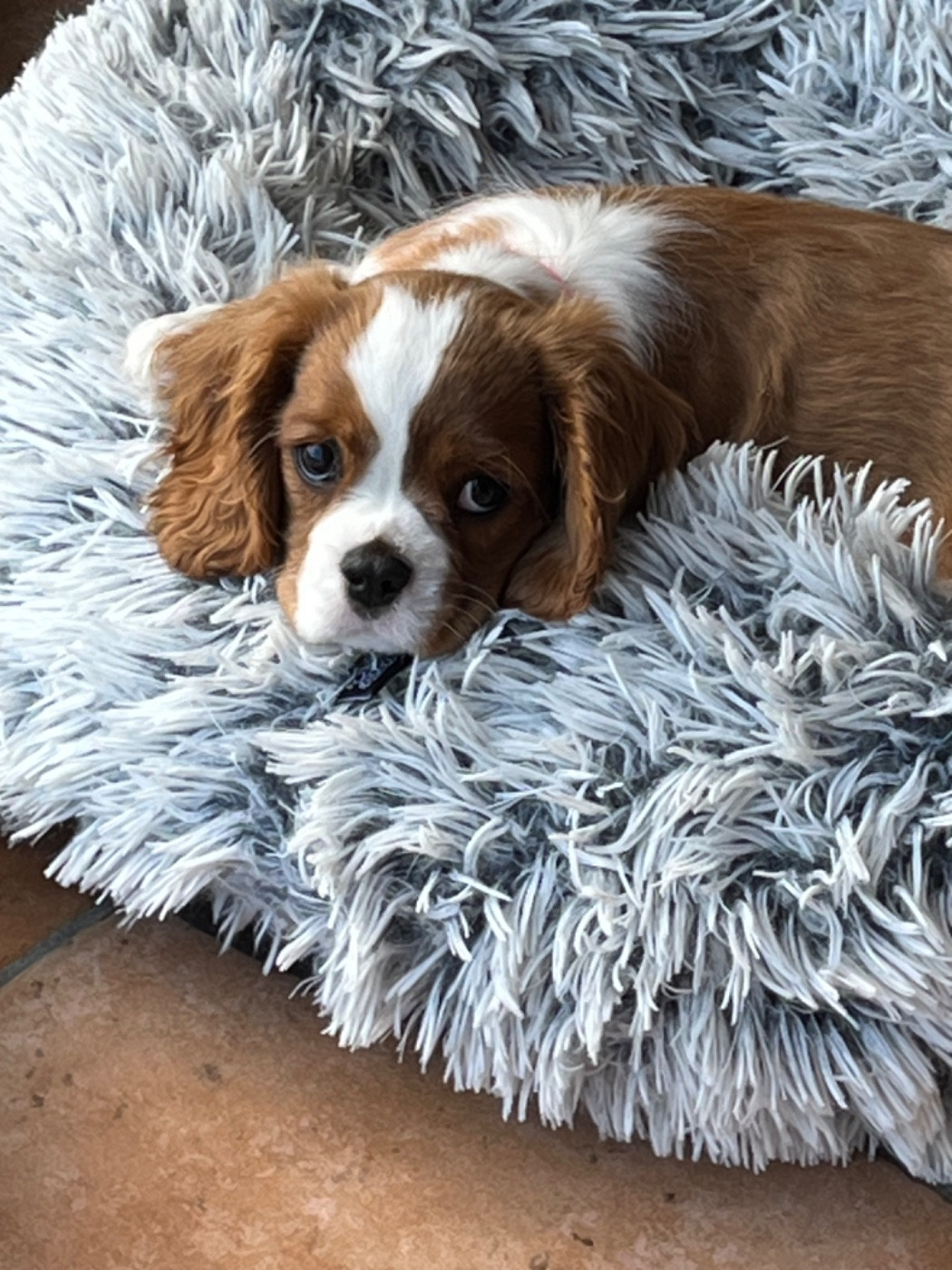 de l'accroche-coeur - Chiots disponibles - Cavalier King Charles Spaniel