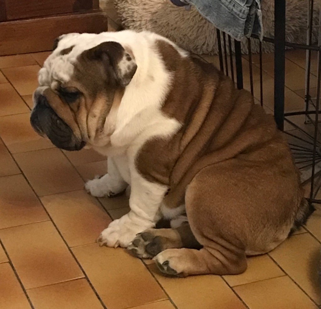 de l'accroche-coeur - Chiots disponibles - Bulldog Anglais