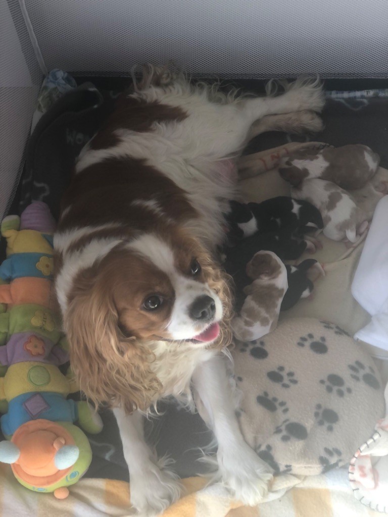 Chiot Cavalier King Charles Spaniel de l'accroche-coeur