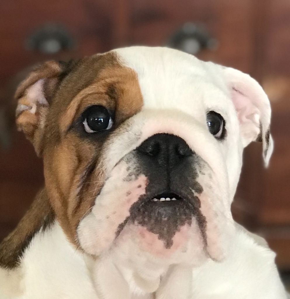 de l'accroche-coeur - Chiots disponibles - Bulldog Anglais