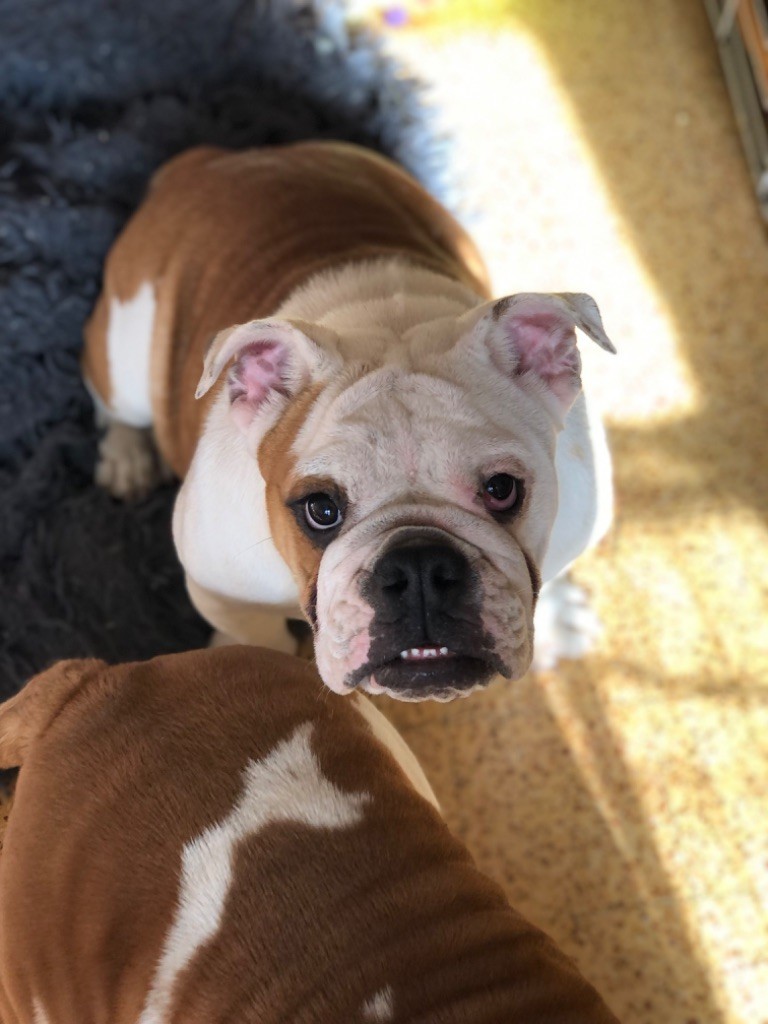 de l'accroche-coeur - Chiots disponibles - Bulldog Anglais